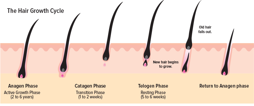 Stages of hair growth cycle in RQC Clinic